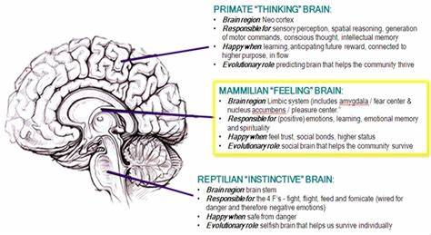 The 3 Brains of an Artist