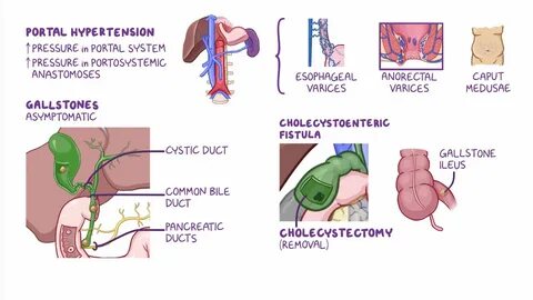 Scientists turn "dispensable" spleen into a universal healing hub