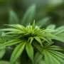 Causal evidence that cannabis legalization reduces problematic consumption