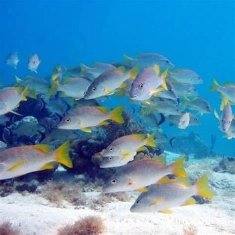 Looking for the best STJ snorkeling sites? Check out this new app