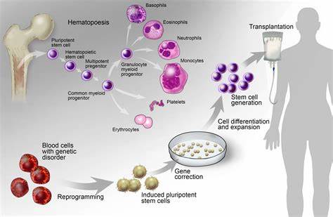 A step closer to production of blood stem cells for regenerative medicine