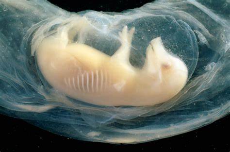 Tiny human hearts grown in pig embryos