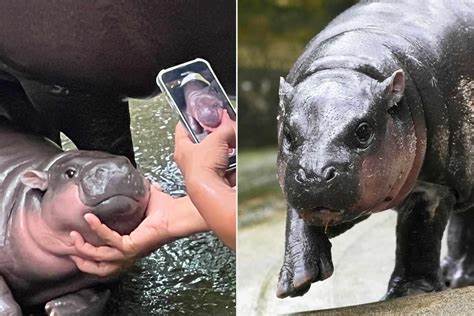 Get to know Moo Deng, the Thai baby hippo that’s going viral for reasons
