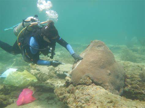 Probiotics Slow Spread of Deadly Disease Decimating Caribbean Reefs