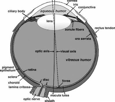 Role of Ocular Melanin in Ophthalmic Physiology and Pathology