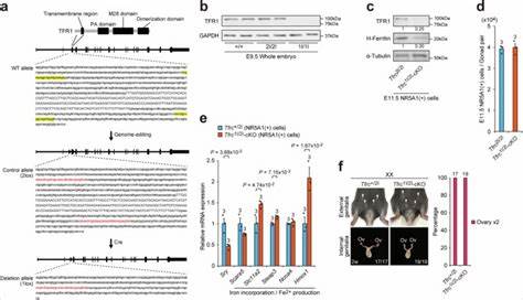 Maternal iron deficiency causes male-to-female sex reversal in mouse embryos