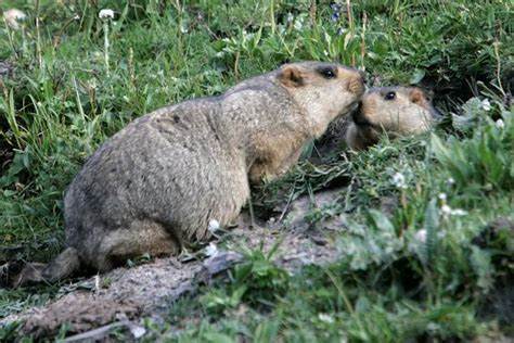 Russia cracks down on marmot hunt in plague scare