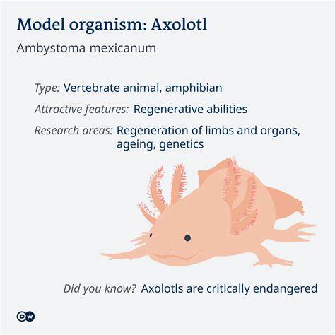 Model Organisms Are Not Static