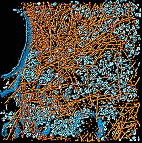 Cells are fast and crowded places