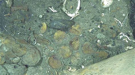 San José wreck gold coins reveal depictions of castles, lions&Jerusalem crosses