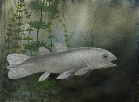 The Return of the Coelacanth