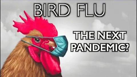Bird flu in cats points to risk of another pandemic