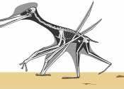 Ptero firma: Footprints pinpoint when ancient flying reptiles conquered the