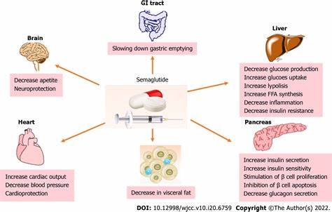 Brainstem Neurons Hold Key to Semaglutide's Weight Loss Effects