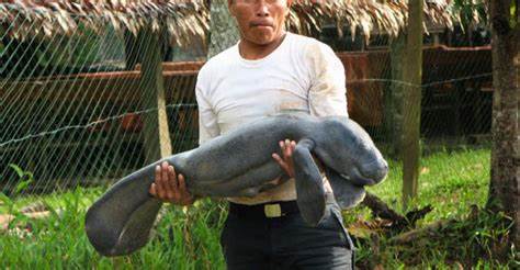 Manatees as Gardeners of the Amazon