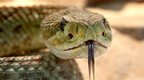 Blood of man who's had 200 snake bites helps make a potent antivenom