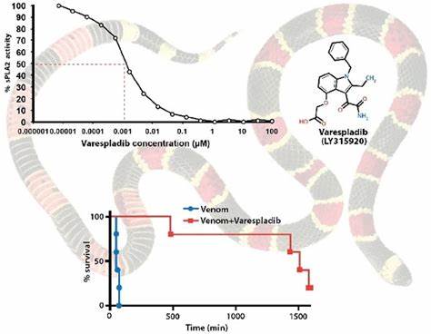 Snake venom protection by a mix of varespladib and neutralizing human antibodies