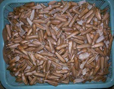 Pandanus Language