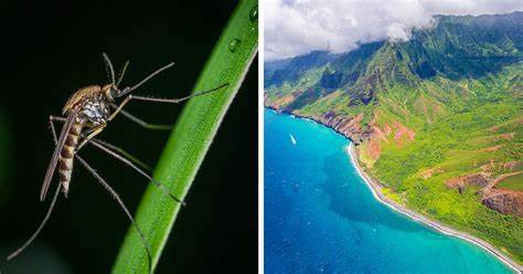 Scientists are dropping live mosquitoes out of drones in Hawaii to protect birds