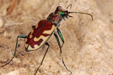 I tried to find TigerBeetle benchmarks but couldn't find any so I made my own