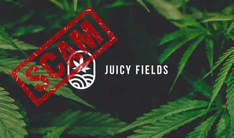 „JuicyFields“ Ponzi hat 700 Millionen US-Dollar von den auf Unkraut spezialisierten Investoren Europol – Protos gestohlen

