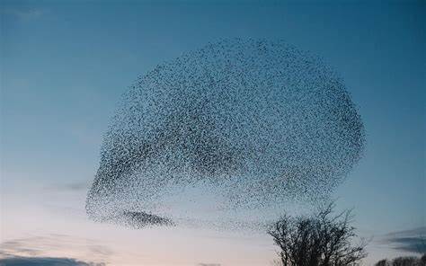 How the human brain is like a murmuration of starlings Essays