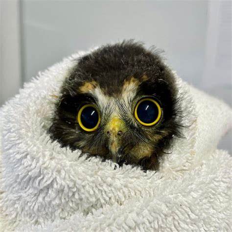 Owls in Towels