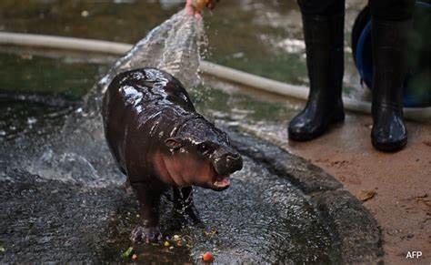 Who is Moo-Deng? Meet the baby pygmy hippo taking over the internet