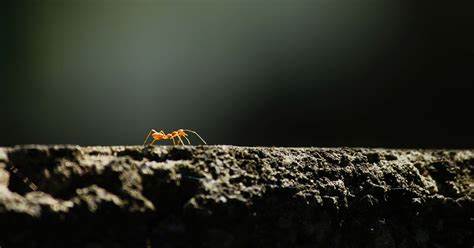Fixing This Bitcoin-Killing Bug Will (Eventually) Require a Hard Fork - CoinDesk