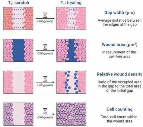 How to Do Wound Healing (Scratch) Assay for Cell Migration Analysis