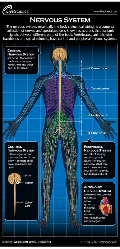 Everything You Wanted to Know About the Longest Nerve in the Body