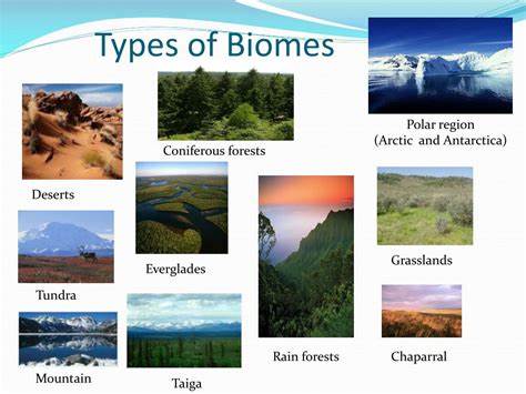 Biome Type Inference: A Look Behind the Scenes