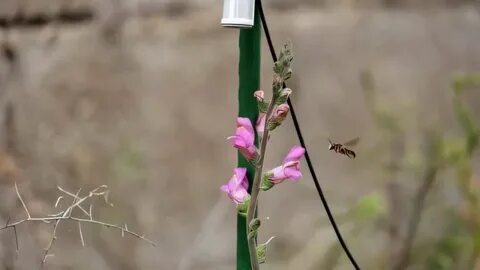 Plants hear their pollinators, and produce sweet nectar in response