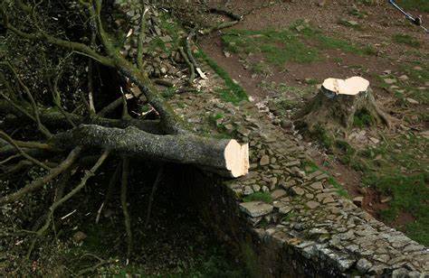 Britain's Latest True Crime Thriller: Who Killed the Sycamore Tree?