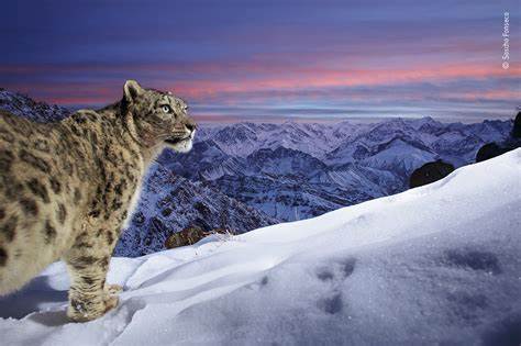 Weltnaturfotograf des Jahres: Das sind die spektakulärsten Naturfotos 2024
