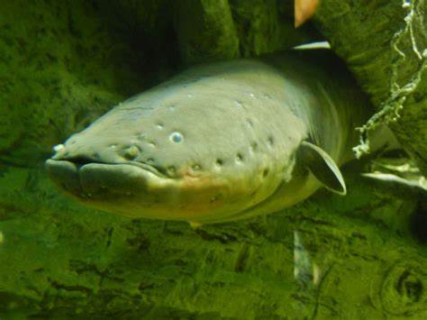 Electric Eels' Ability to Alter the Genetics of Nearby Animals