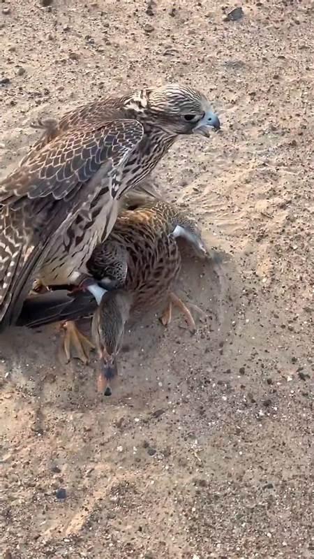 The Pedestrians Who Abetted a Hawk's Deadly Attack