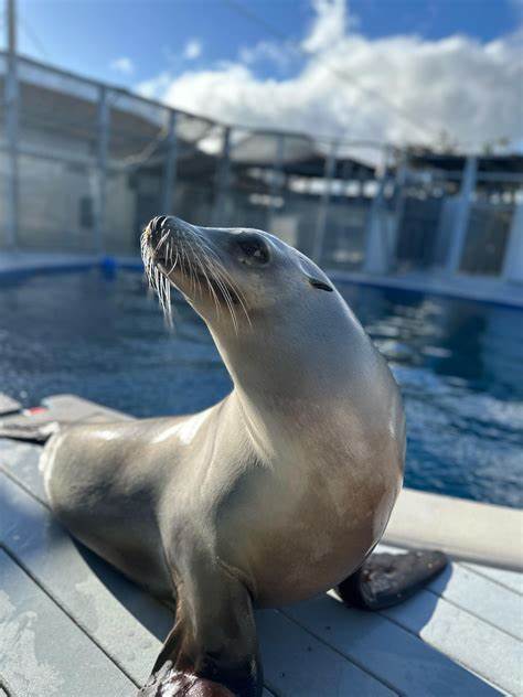Rhythmically trained sea lion performs as well as humans
