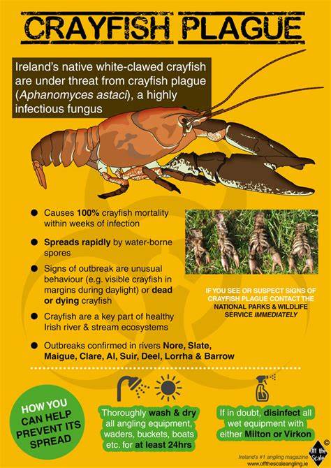 Crayfish Plague