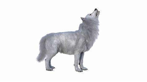 De-extincting dire wolves: publicity stunt