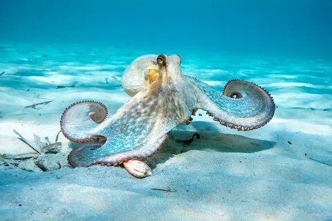 The Nine-Armed Octopus