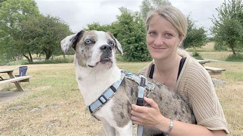 Luxemburgerin mischt „Top Dog Germany“ mit Straßenhund auf