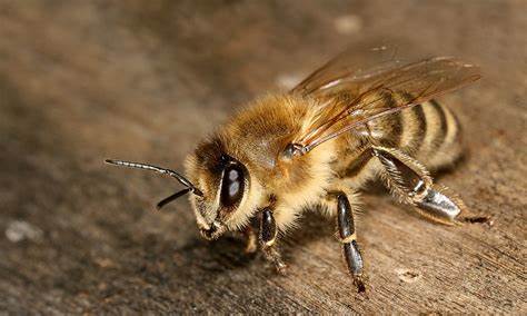 Can APIs be beautiful?
