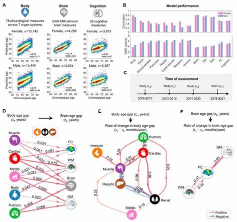 A mathematical model that predicts human biological age