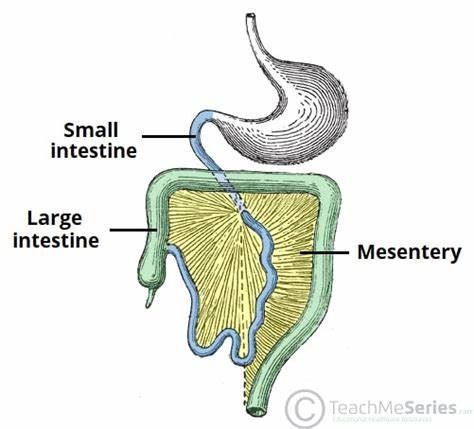 Mesentery