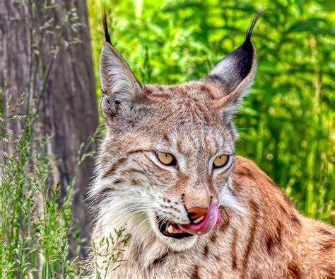 The Chernobyl Disaster Created an Unexpected Predator Paradise