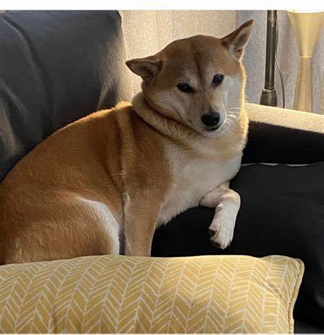 Meine Tante legte ihre Ersparnisse in Shiba Inu, nachdem ich damit geprahlt hatte, ein Vermögen gemacht zu haben – sie „verlor“ 35.000 Pfund an einem Tag und wird es nicht tun ... - The Sun

