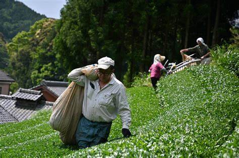 Japan struggles to fend off a world without enough matcha
