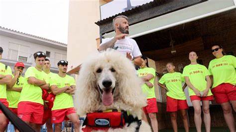 Poodle joins dog lifeguard team on Spanish beach