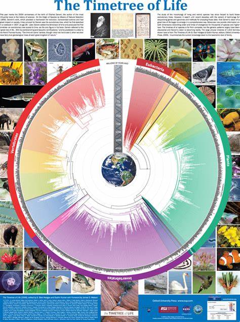 TimeTree: The Timescale of Life